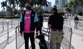 American Airlines Arena - Des chiens détecteurs de covid 19 au Miami Heat