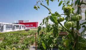 Levi's Stadium - Potager sur le toit